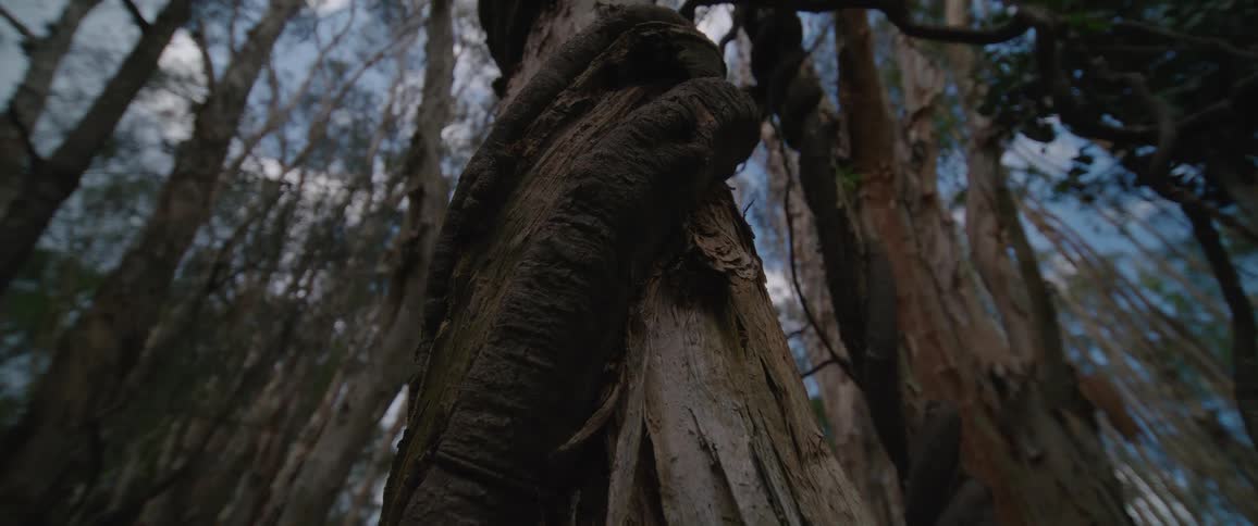 Close up view of a tree trunk and while looking to it it seems very old