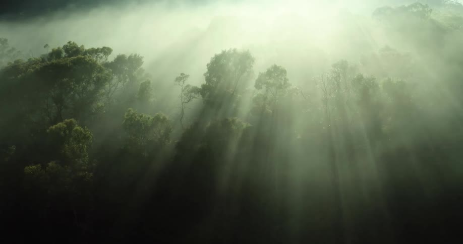 A rainforest with a foggy atmosphere is illuminated by sunrise as light penetrates through the trees