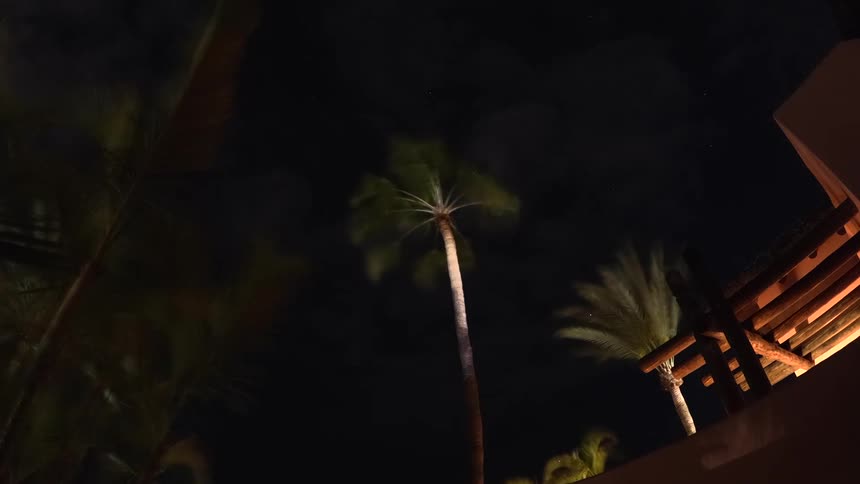 Palm trees in a back yard with their leaves and branches waving with the night wind