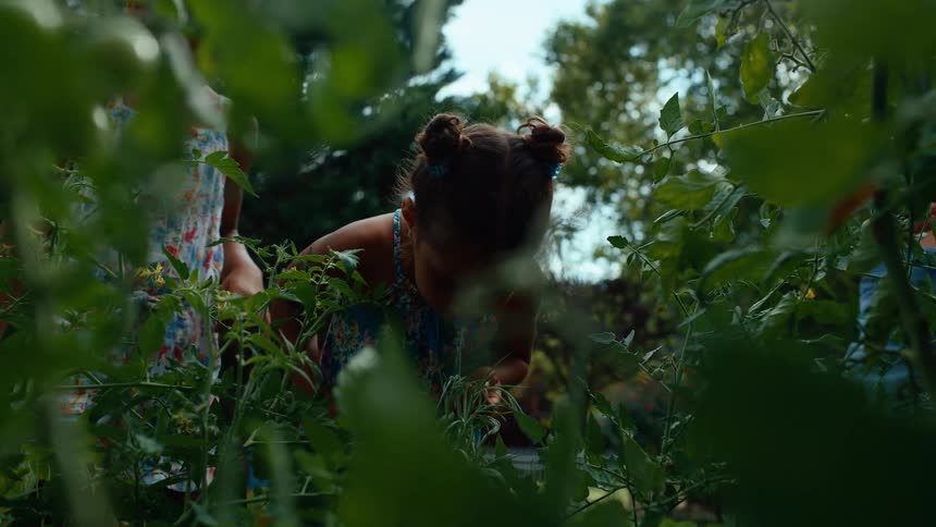 A child bends down among tall green plants in a garden focused on something hidden in the foliage