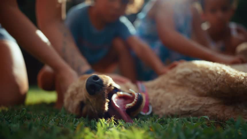 Children are petting the dog laying on the grass