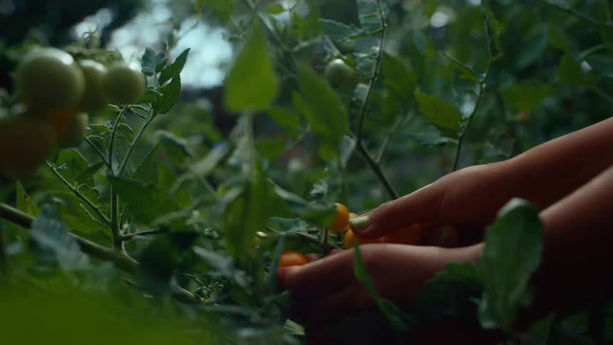 The woman picks tomatoes from the plant