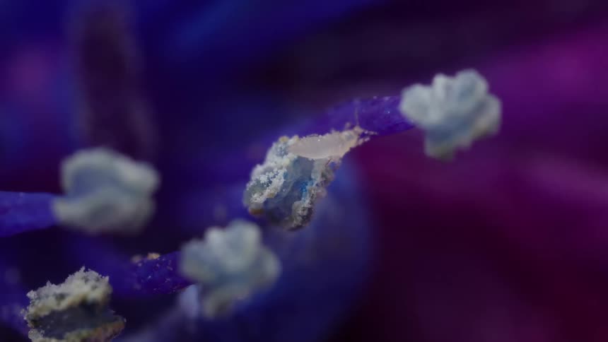 A tiny white bug crawls on a purple flower stamen with pollen on it shown in an extreme close view with a shallow depth of field highlighting the natural macro details