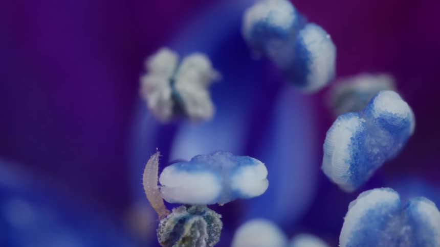 Small insect walking on a flower in shades of blue and purple with cells of plant visible