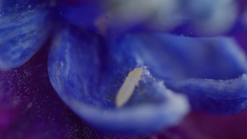 A super macro shot focuses on the center of a purple and blue flower the video shows the fine details of the flowers petals and a single white stamen