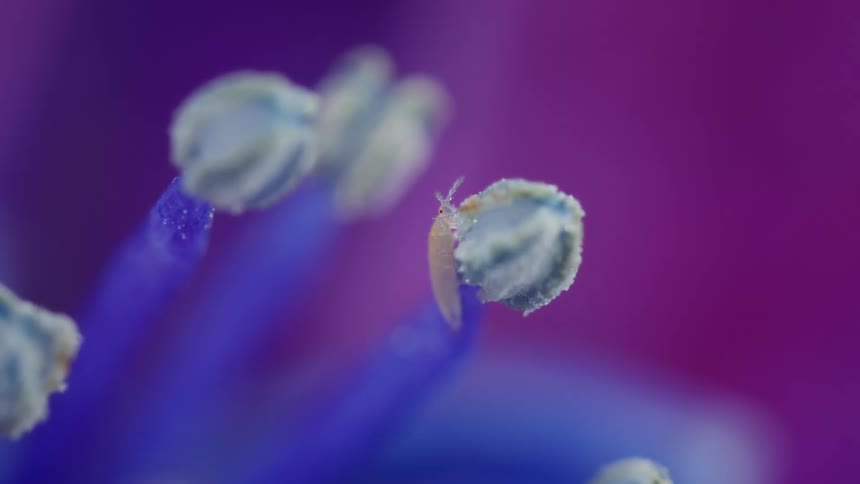 Thrips nymph eating from flower