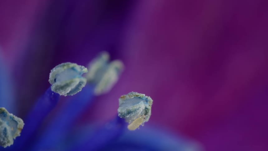Tiny thrips nymph insect on anther of a flower