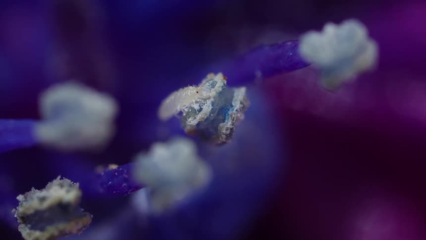 Anther of flower with tiny thrips insect
