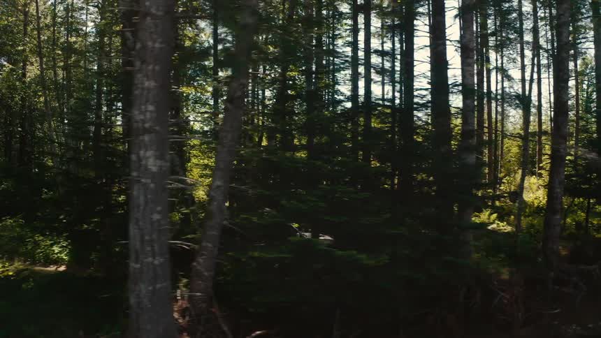 A white suv drives along a rugged dirt road through a dense sunlit forest as seen in a tracking shot from behind foreground trees