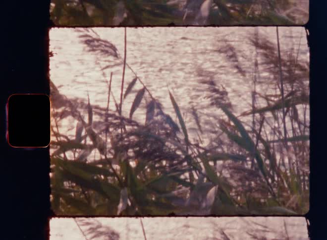 Landscape of a moving river with plants in the foreground