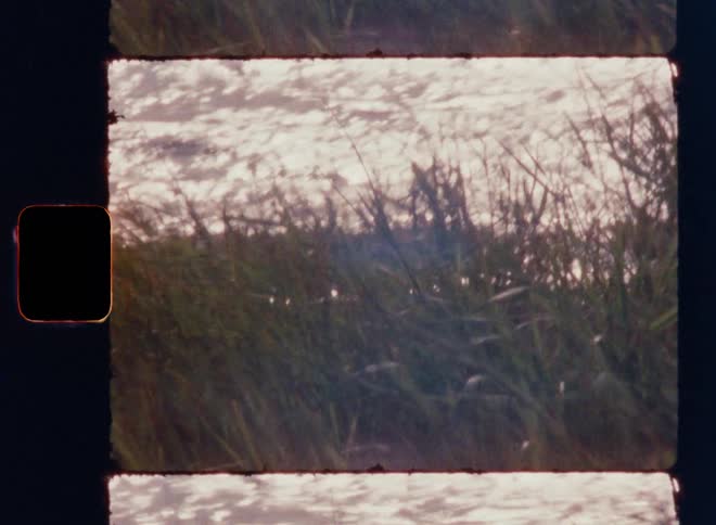 Tall grass swaying in the wind by a riverside