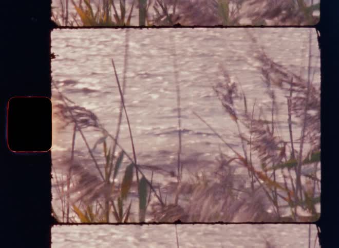 The wind blows the reeds near the shore