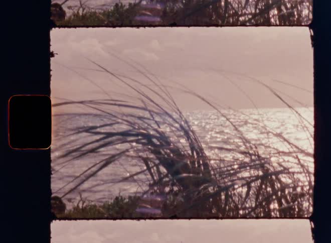 Reeds sway in the breeze