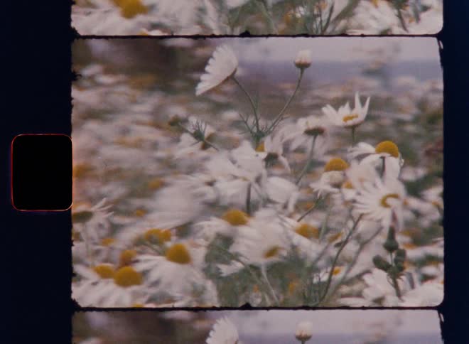 Daisies in a field moving with the force of the wind