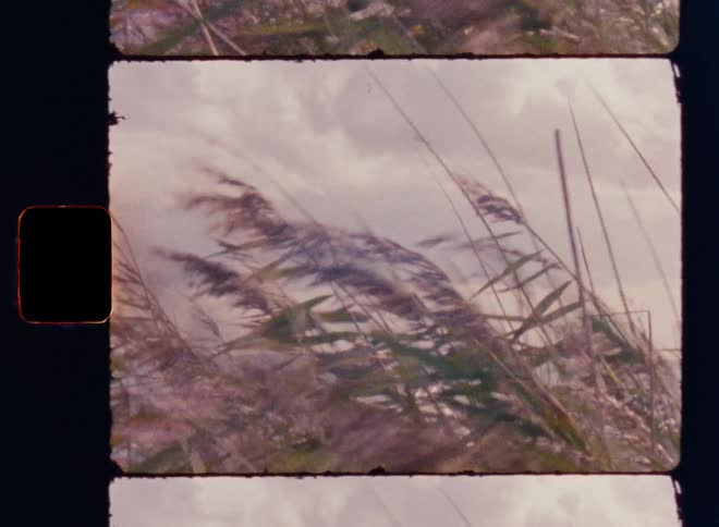 Leaves and plants moving in the foreground