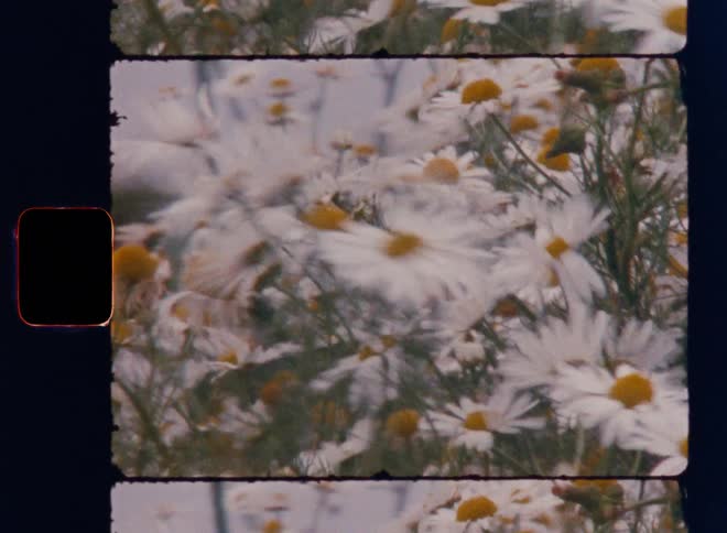 A film strip shows a field of daisies and a few red poppies swaying in the wind the footage has a vintage look with visible scratches and dust on the film