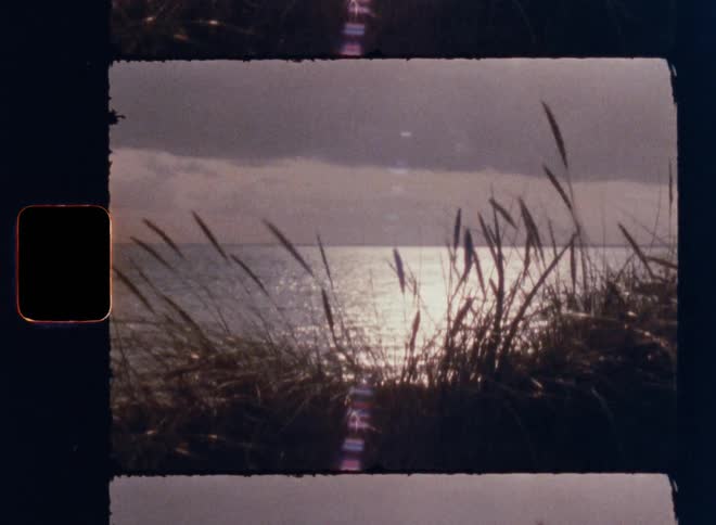Reeds sway in the breeze