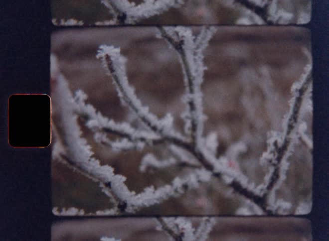 Branches of a frozen leafless plant