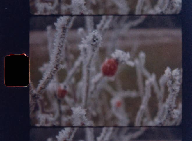 The video shows two separate shots of a frosted plant with red berries both are blurred and move slightly as if the camera is out of focus the words filmsupply are faintly visible in the middle of the frame