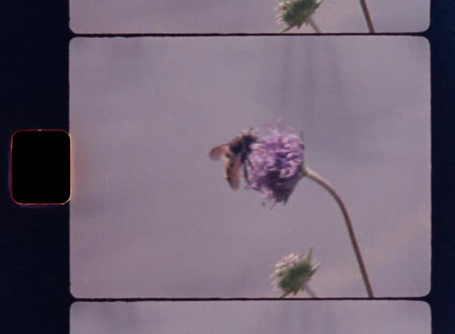 Bee crawling on a flower while the wind blows strongly around it