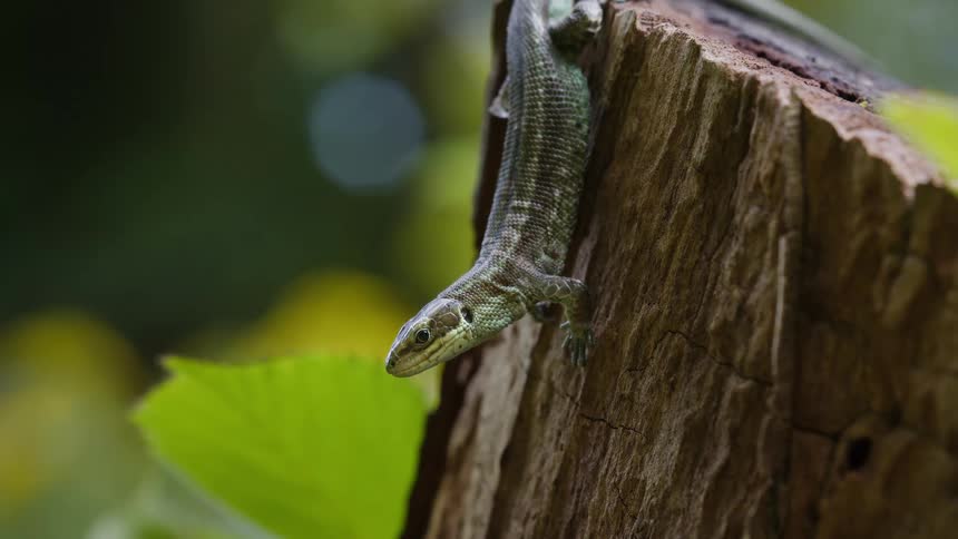 A lizard, zootoca vivipara, with detailed scales is shown from the side as it climbs down a tree stump in a forest