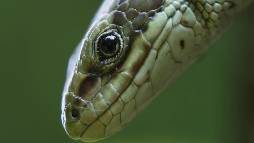 A close up of a lizard's head