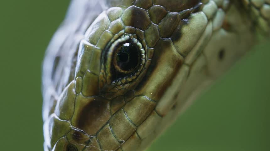 Closeup of a lizard eye showing detailed scales