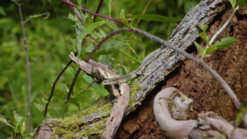 Lizard on a log laying on the forest floor with sticks and plants leaning over it