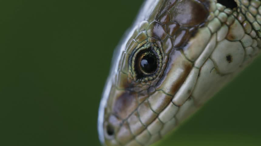 A tight macro shot focuses on the head of a lizard showing the intricate detail of its scales its eye blinks slowly revealing a striking unblinking stare