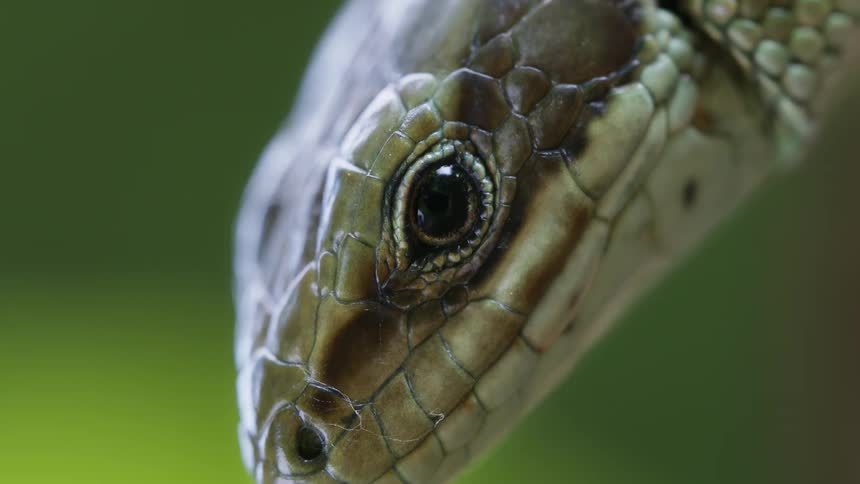 A close view shows a common lizard with detailed scales on its head and an eye blinking slowly with a blurry green background