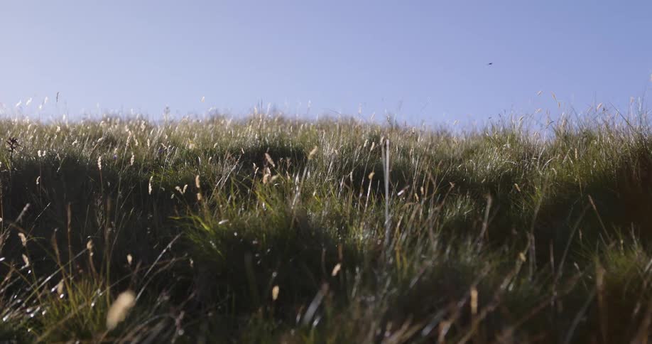 The video shows a lowangle shot of tall green grass on a hillside swaying gently in the breeze the sun shines brightly illuminating the grass and creating a warm peaceful atmosphere against a clear blue sky