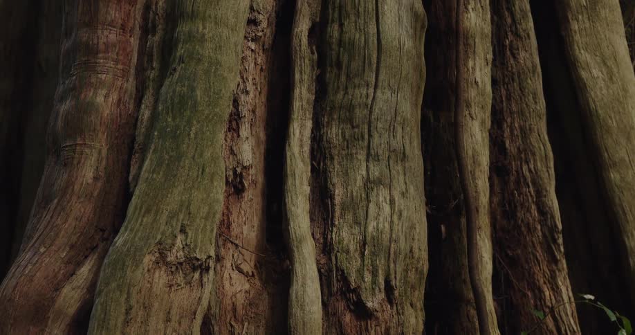 The video shows a detailed closeup of a large tree trunk revealing its deeply grooved and textured bark the vertical ridges and weathered appearance suggest a very old resilient tree the color of the bark shifts between earthy brown deep red and gr