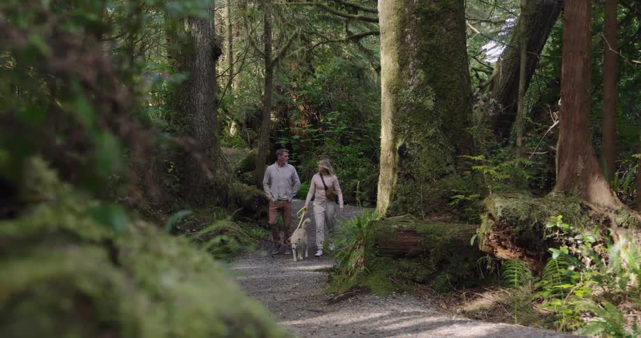 The video begins with a shot of a dense lush forest filled with trees covered in moss the camera then reveals a man and a woman walking along a path with their dog they appear relaxed and happy enjoying a pleasant stroll through the beautiful ancient
