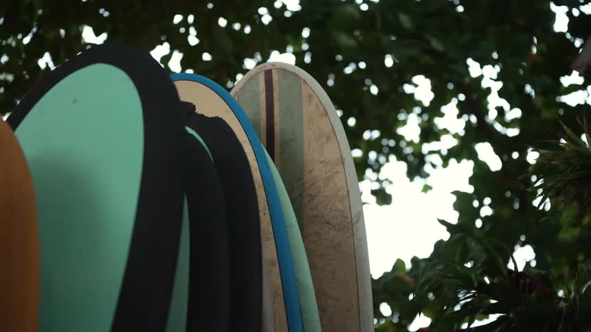 Surfboards next to trees