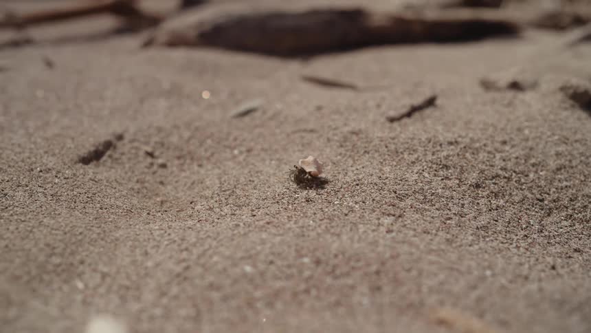 Little hermit crab walking on the sand