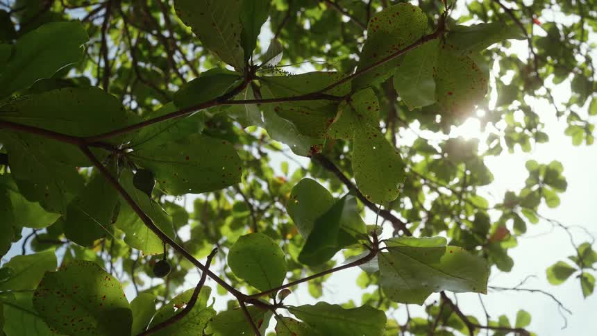 The green leaves hang from the tree