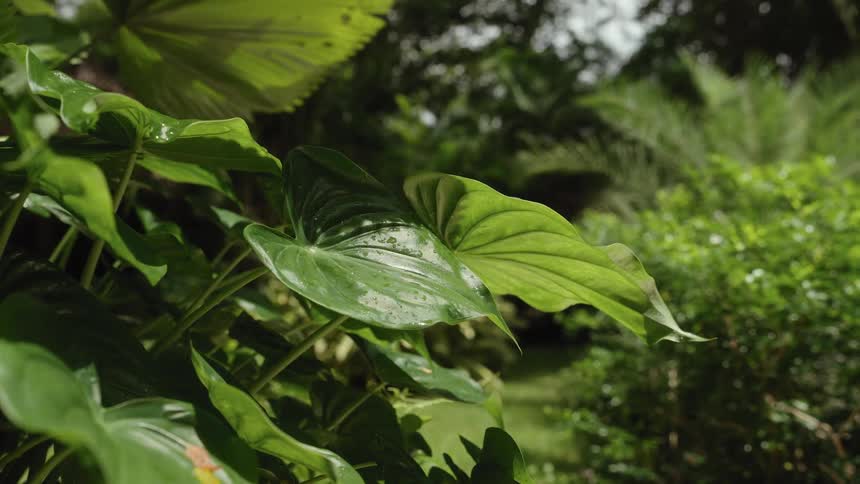 Close up of green plant leaves in a garden outdoors during daytime