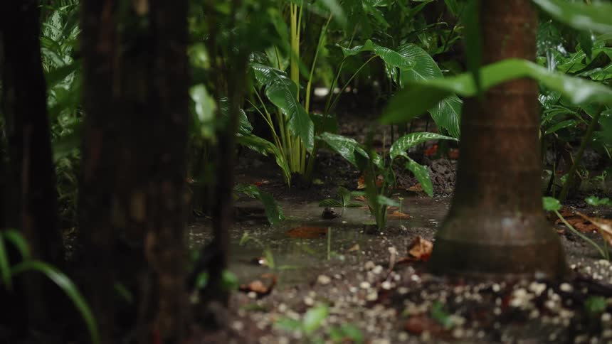 Water drips in the puddle in the forest
