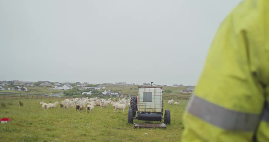 A farmer in a neon yellow jacket is shown from behind as he looks at a large flock of sheep in a green pasture with a small tractor and a distant village under a cloudy sky