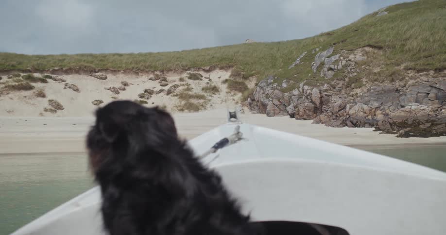 A small black dog is sitting in the front of a boat looking out at a sandy beach with a green grassy hill behind it the dog is positioned with its back to the camera appearing to enjoy the boat ride and the scenic view