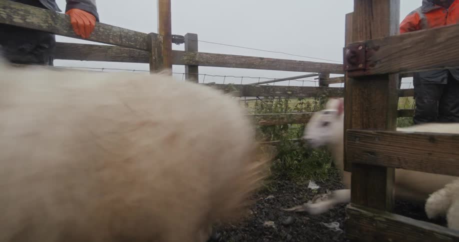 A wooden corral gate is opened and a herd of sheep runs out