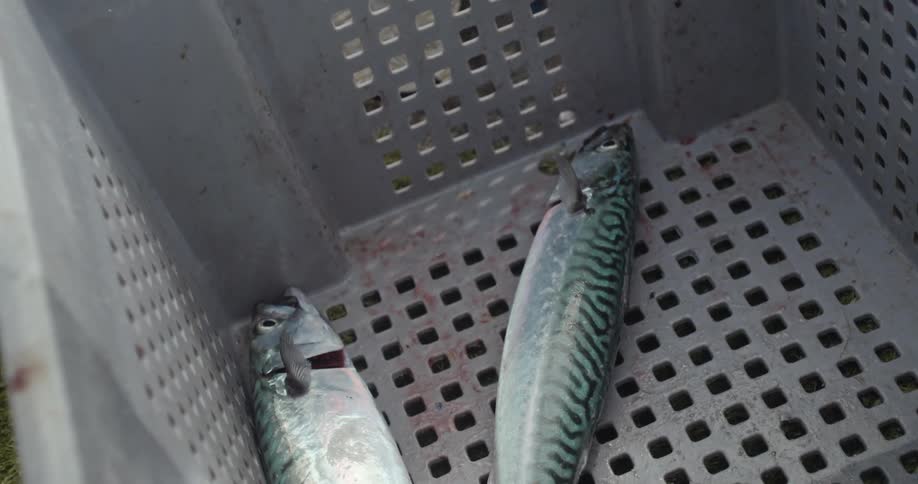 A couple fish flopping in a box