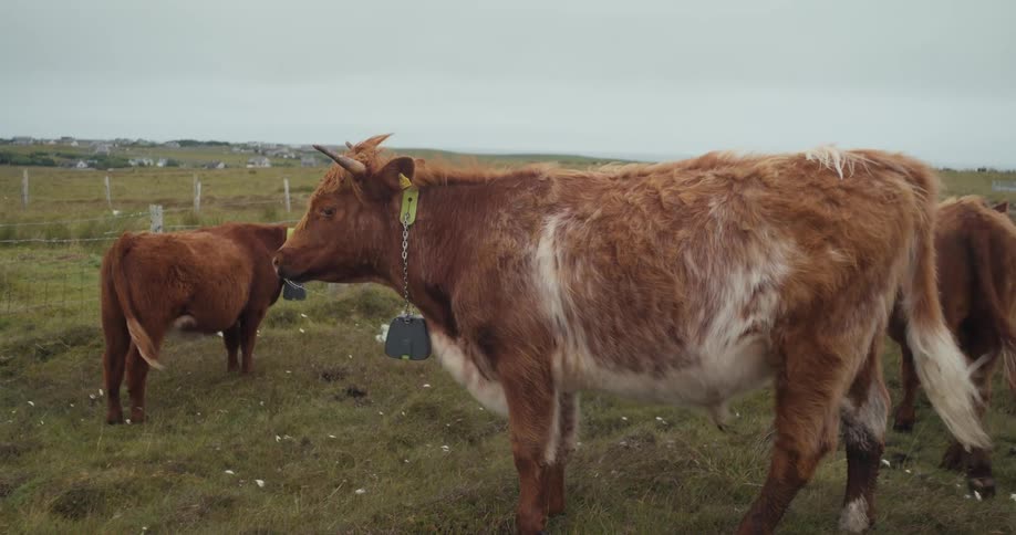 Two brown and white shaggy cows stand in a grassy field with a fence in the background under an overcast sky