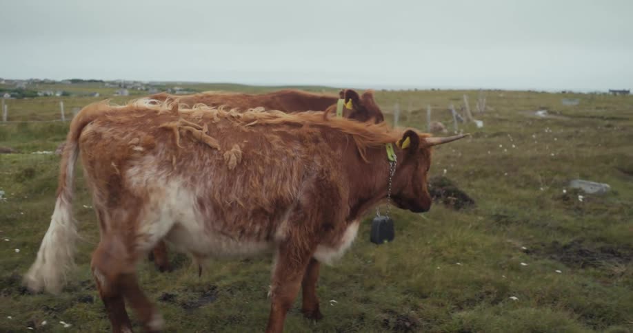 Two cattle in a vast field on a cloudy day