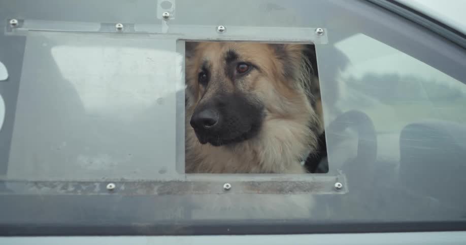 Dog looking outside through a small vehicle window