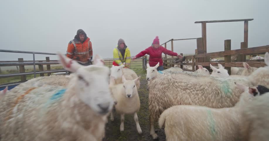 The farmers rush the sheep into the fencing