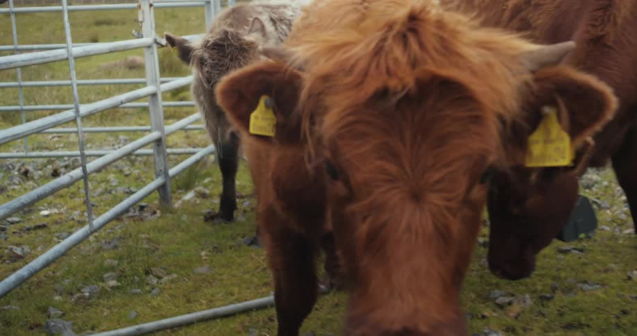 A few cows in a paddock