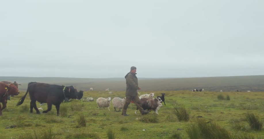 Man with a bucket walking across a grassy field with several farm animals heading towards him