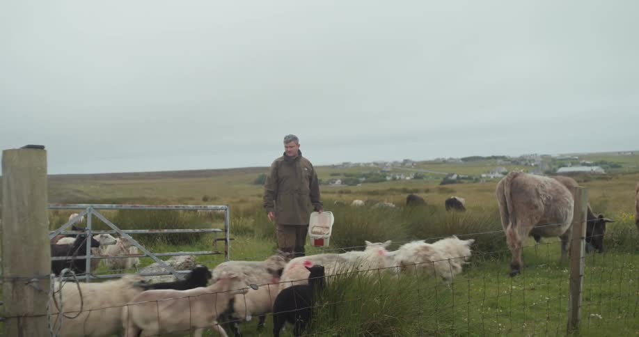 Man feeding sheep in a fenced field in a rural area