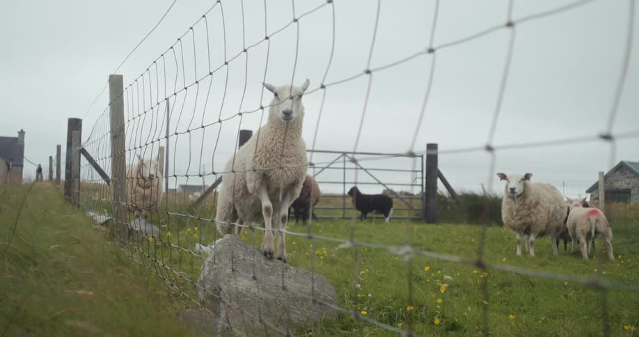 A herd of sheep in a paddock